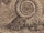 Ammonoid