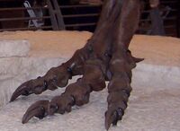 T. rex foot Picture taken at Field Museum of Natural History, Chicago