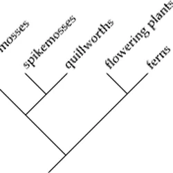 Cladistics | Paleontology Wiki | Fandom
