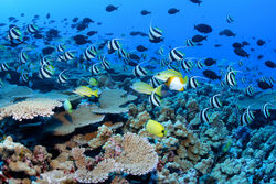 Nwhi - French Frigate Shoals reef - many fish.jpg