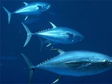 Chordata