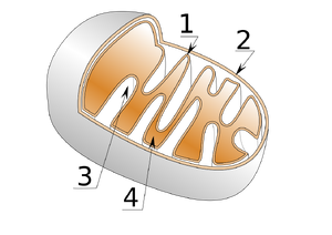 
Mitochondria structure :
1) 
2) 
3) 
4) 
