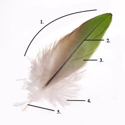 Parts of feather modified