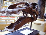 Edmontosaurus skull 7