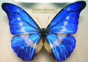 Butterfly Morpho Anaxibia (M) KL