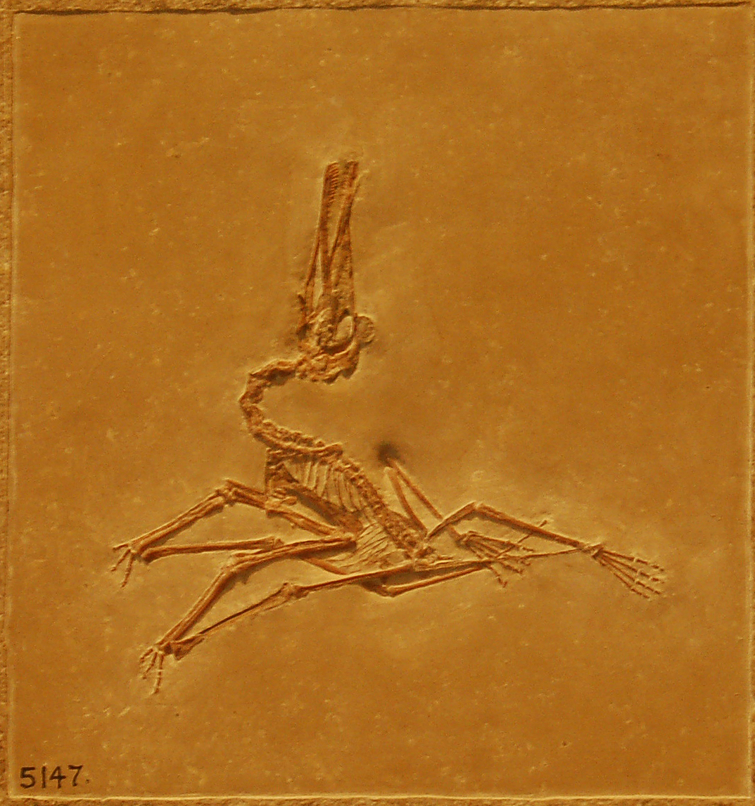 Pterodactyloidea, Paleontology Wiki