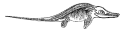 Ichthyosaur - Project Gutenberg eText 16033