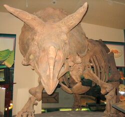 Triceratops 1