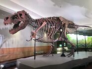 FMNH Tyrannosaurus rex Sue