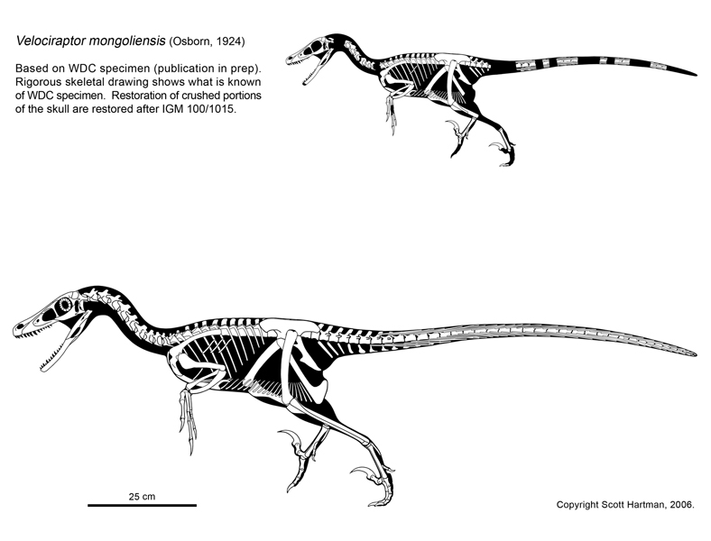 velociraptor bones in ground