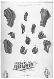 Mantell iguanadon teeth