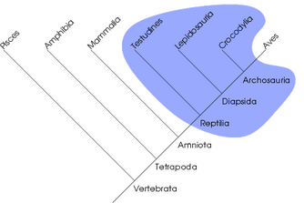 Paraphyletic