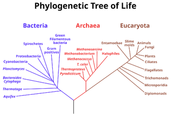 Phylogenetic tree