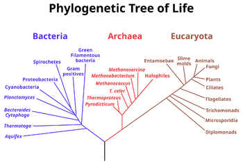 A hypothetical  of all extant organisms, based on 16S   sequence data, showing the evolutionary history of the , ,  and .  Originally proposed by .