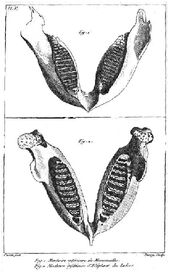 Cuvier elephant jaw