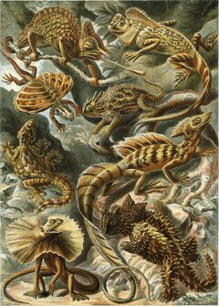 "Lacertilla", from Ernst Haeckel's Artforms of Nature, 1904