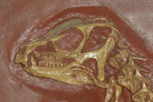 Heterodontosaurus skull