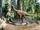 Ornithomimus