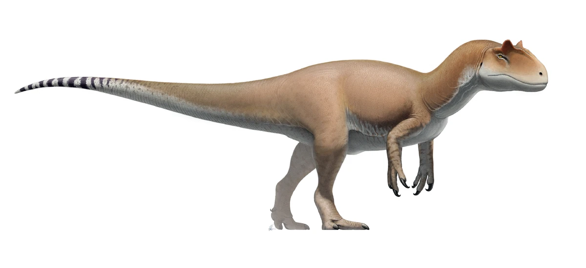Allosaurus | Paleontology Wiki | Fandom