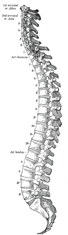 File:Spinal column curvature es.svg - Wikimedia Commons