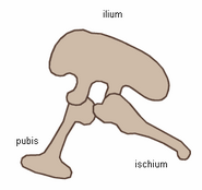 Saurischian pelvis structure (left side)