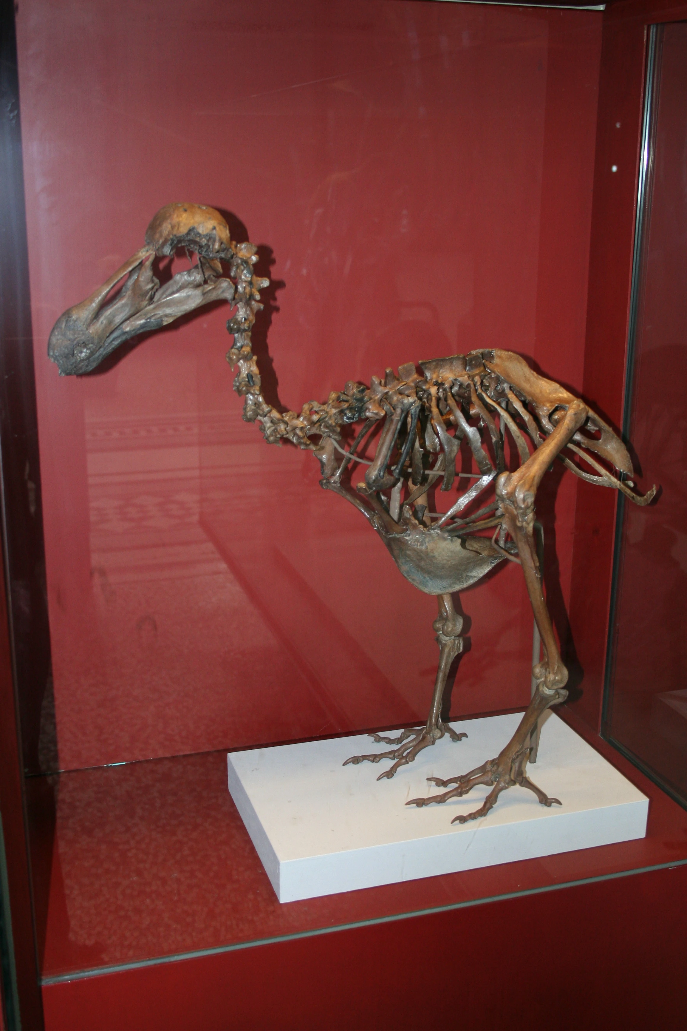 Dodo | Paleontology Wiki | Fandom