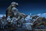 Illustration of Edmontosaurus herd in Alaska