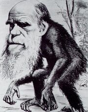 Darwin ape