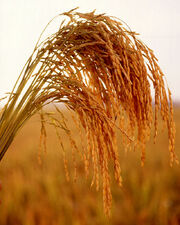 US long grain rice