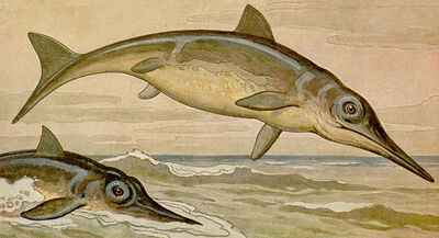 Ichthyosaurus h harder