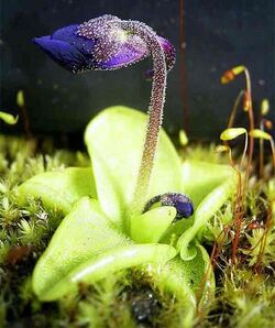 Venus flytrap - Wikipedia