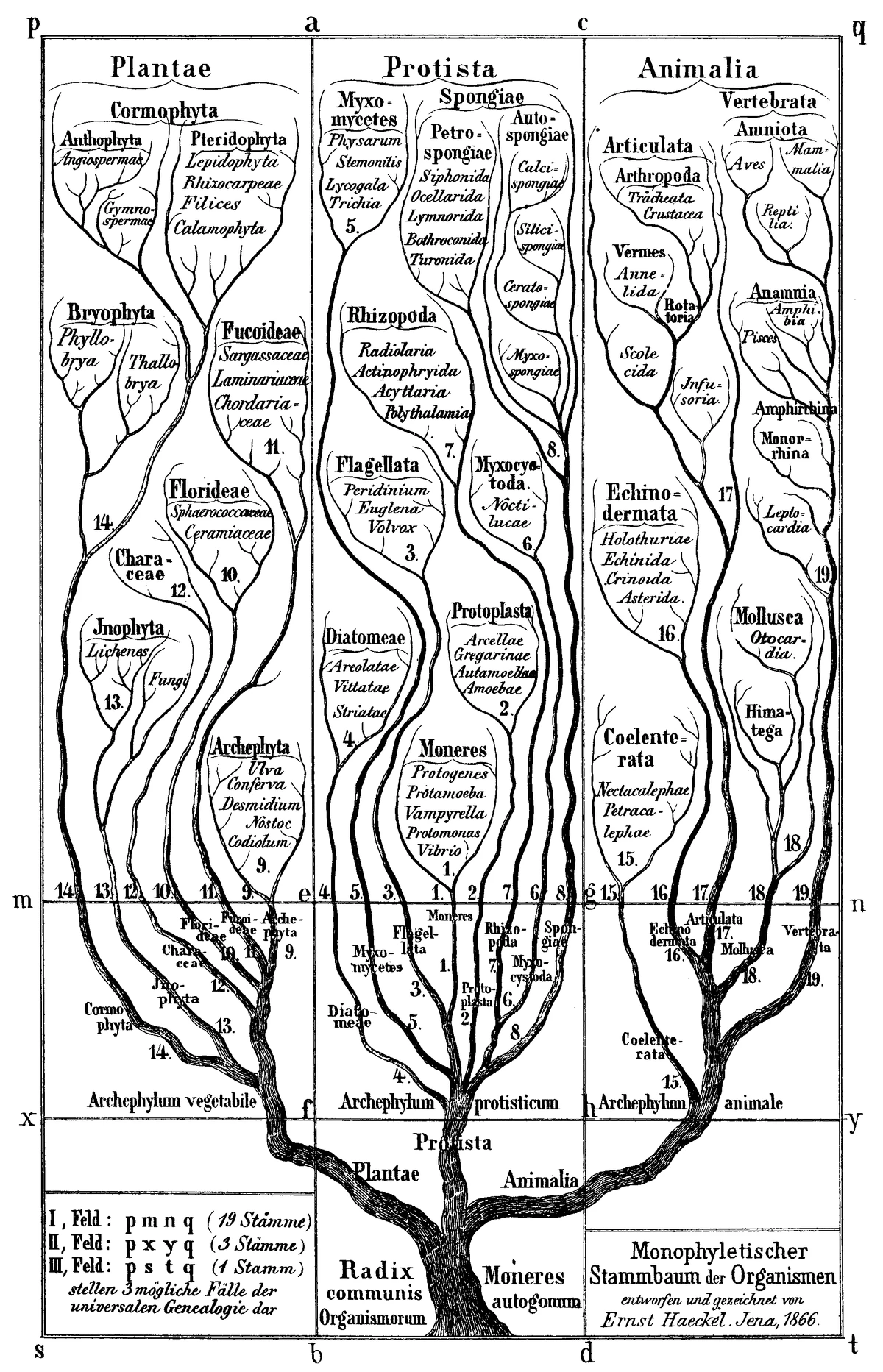 Kingdom (biology) | Paleontology Wiki | Fandom
