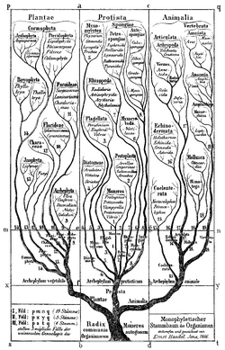 Haeckel arbol bn