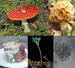 Clockwise from top left: Amanita muscaria, a basidiomycete; Morchella rotunda, an ascomycete; a chytrid; a Penicillium sporangium; black bread mold, a zygomycete.