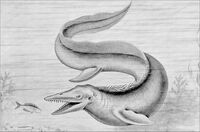 An etching of Mosasaur