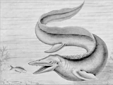 Mosasaur