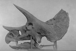 Triceratops 2