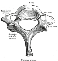 Cervical vertebrae, Encyclopedia