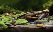 Life reconstruction of Wadisuchus kassabi