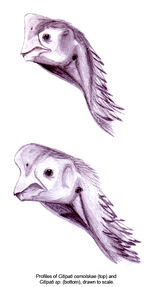 Citipati profiles1