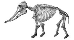 Mastodon skeleton