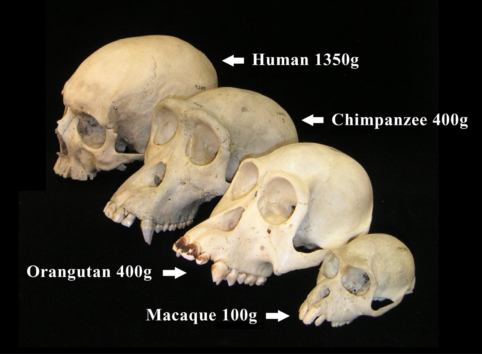 human evolution timeline skulls