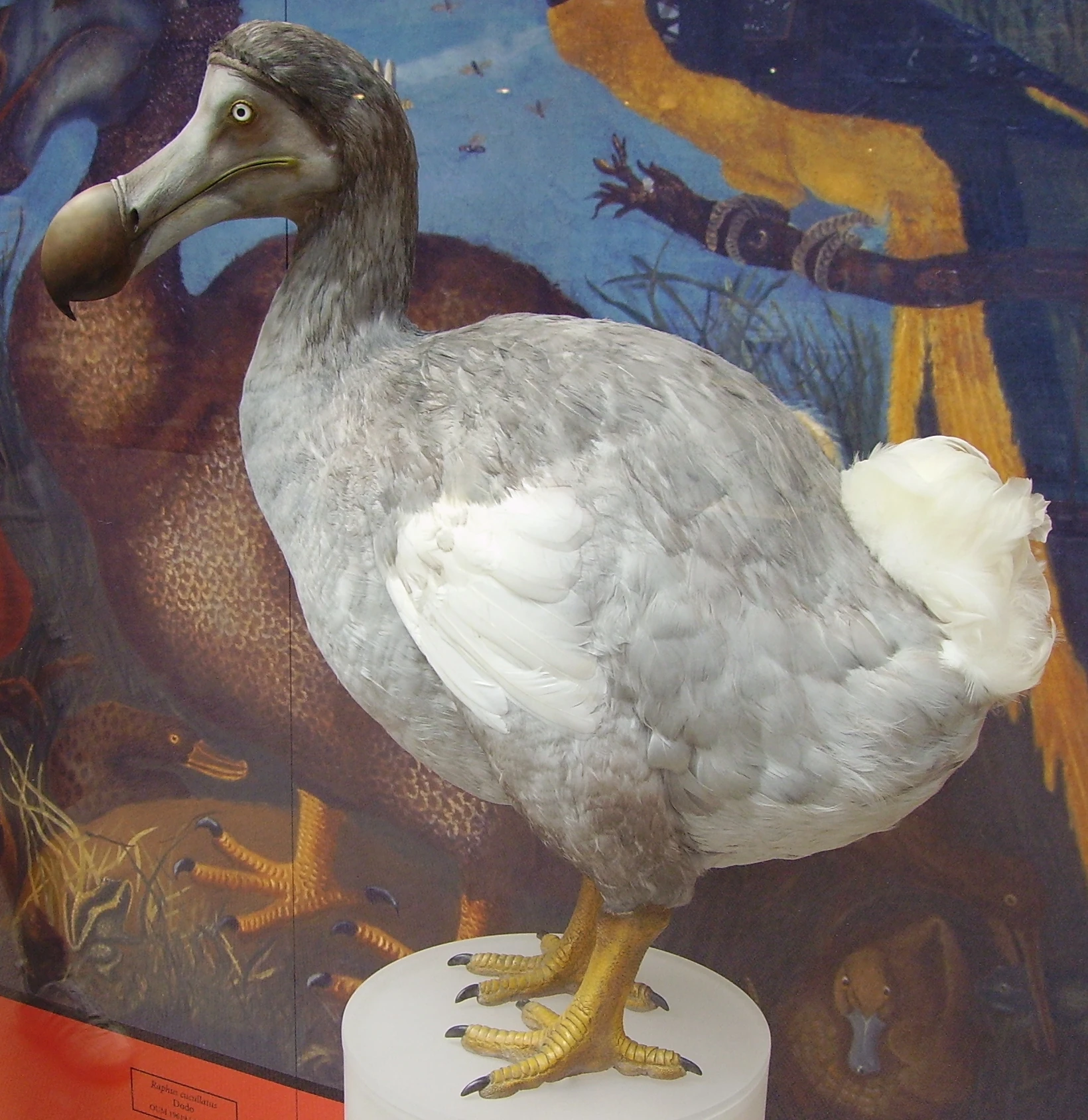 Dodo | Paleontology Wiki | Fandom