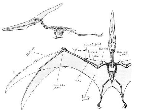 Pterodactyloidea, Fossil Wiki