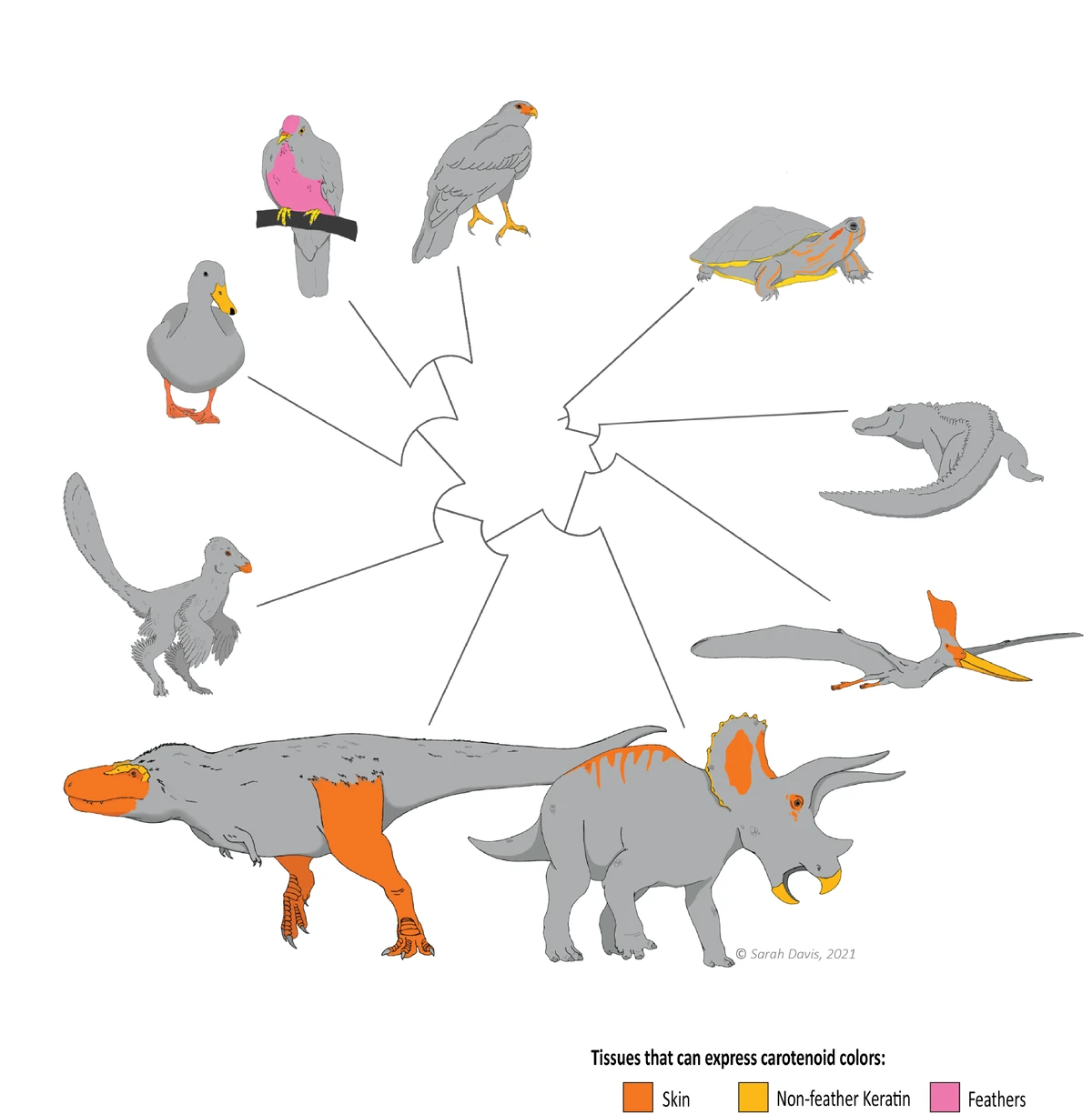 Geosternbergia Paleontology Wiki Fandom