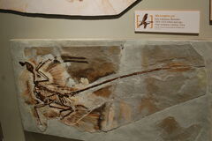 Microraptor fossil1