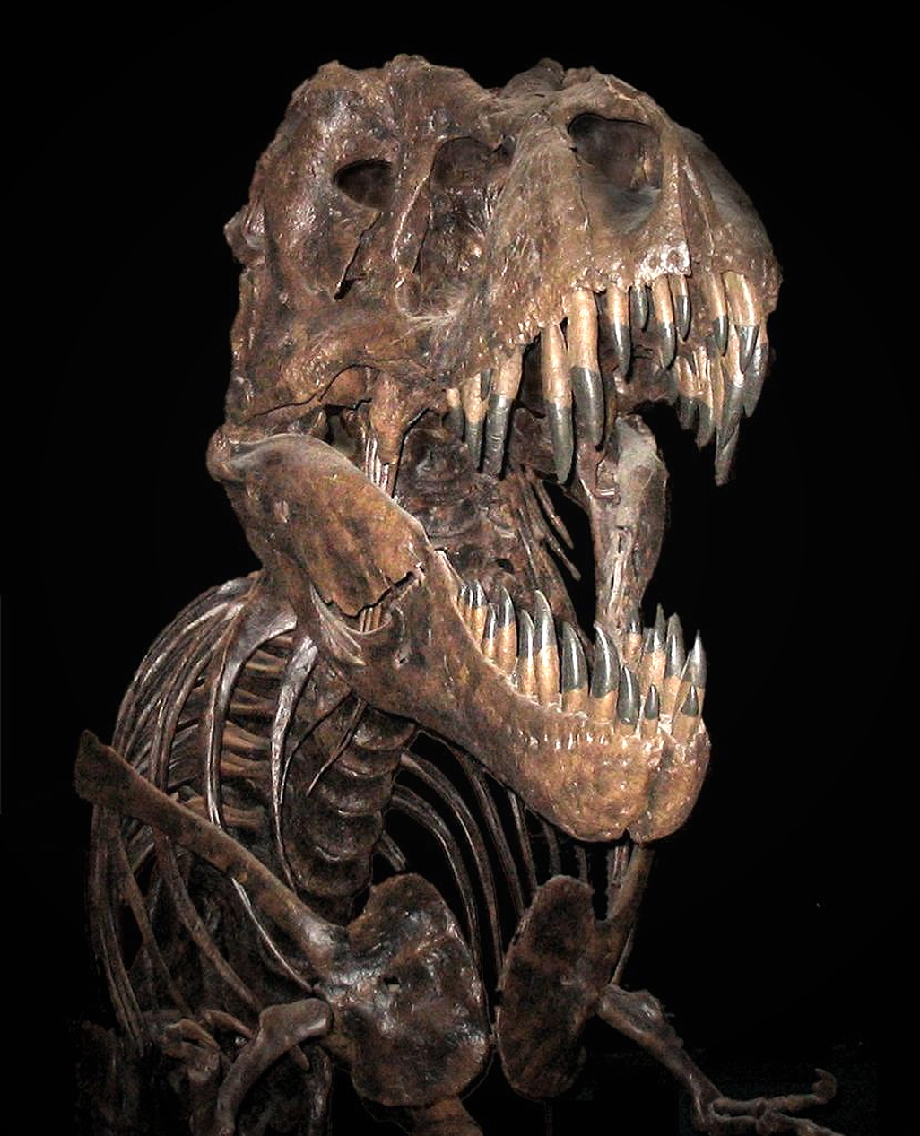 Tyrannosaurus, Dinosaur Wiki