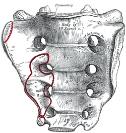 Sacral vertebrae, Paleontology Wiki