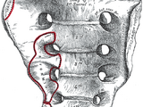 Sacral vertebrae