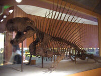 Dimetrodon grandis skeleton at the National Museum of Natural History